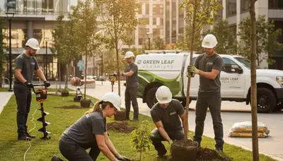 Arborists planting new trees in residential yard, professional tree planting service in Troy, NY