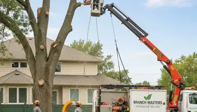 Professional tree removal service in Troy, NY safely cutting and clearing large oak trees