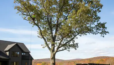 Professional tree removal service in Troy, NY by expert arborists at Tree Trimming Troy