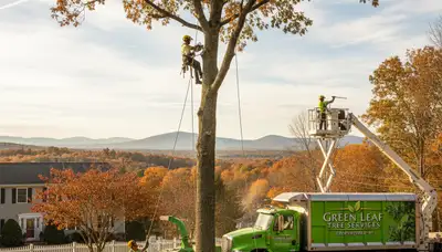 Professional tree removal service in Troy, NY by expert arborists at Tree Trimming Troy