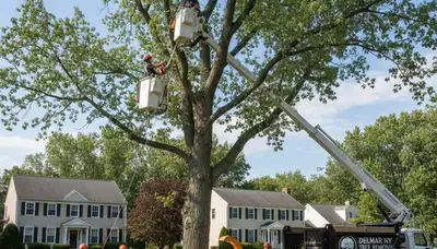 Professional tree removal service in Troy, NY by certified arborists at Tree Trimming Troy