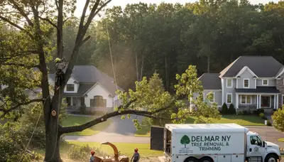 Professional tree removal service in Troy NY by certified arborists | TreeTrimmingTroy.com
