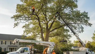 Professional tree removal service in Troy, NY by certified arborists at Tree Trimming Troy