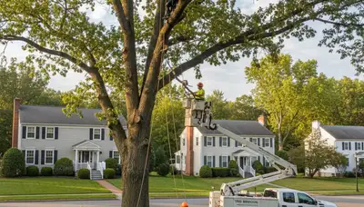 Professional tree removal service in Troy, NY by certified arborists at Tree Trimming Troy