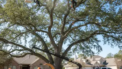 Arborist trimming oak tree in residential yard, professional tree care service in Troy, NY