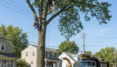 Professional tree removal service in Troy, NY by certified arborists at Tree Trimming Troy