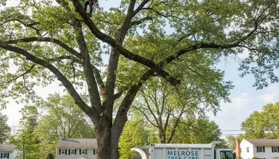 Professional tree removal service in Troy, NY clearing hazardous trees safely