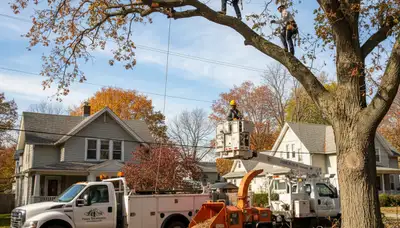 Professional tree removal service in Troy, NY by certified arborists at Tree Trimming Troy