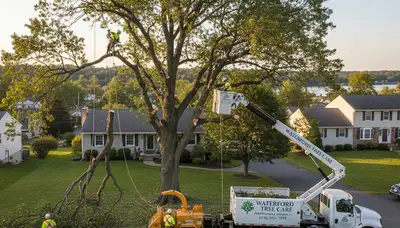 Professional tree removal service in Troy, NY by local certified arborists