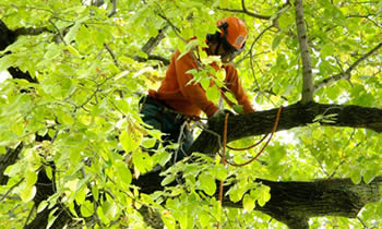 Tree Trimming in Troy NY Tree Trimming Services in Troy NY Tree Trimming Professionals in Troy NY Tree Services in Troy NY Tree Trimming Estimates in Troy NY Tree Trimming Quotes in Troy NY